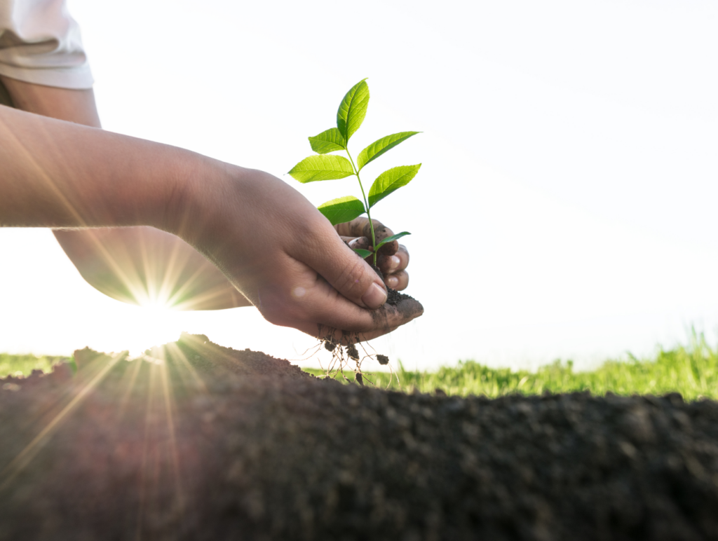 handen-die-boom-planten